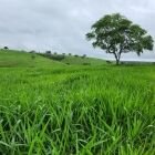 semilla pasto mestizo blend 5