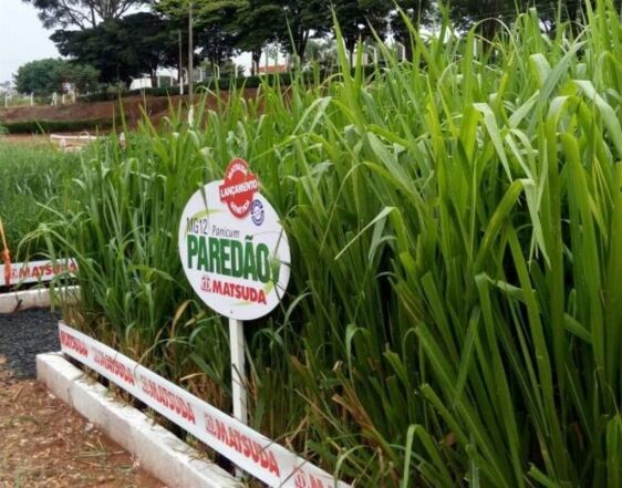 semillas pasto MG-12 PAREDAO 1