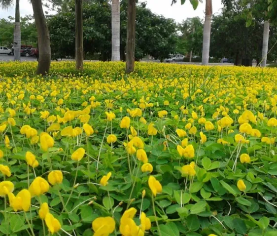 jardín con mani forrajero