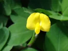 Flor de maní forrajero