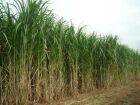 Cultivo BRS Capiazu