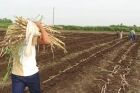 Siembra de Maralfalfa
