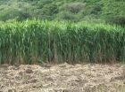 pasto cuba 22 vs. Miyagui diferencias