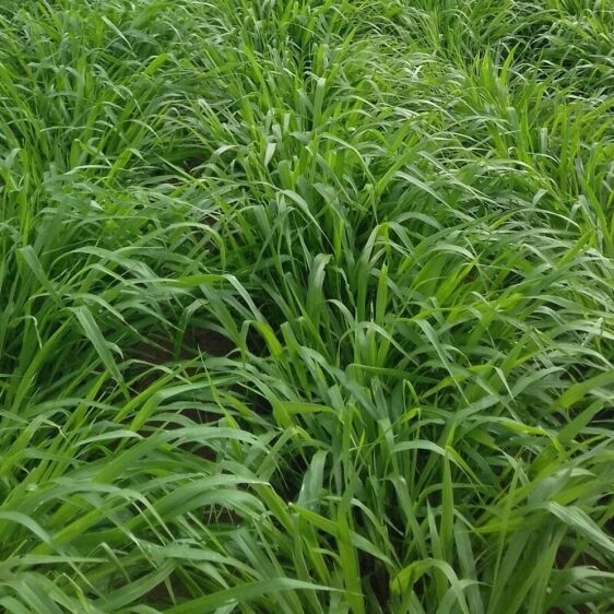 Pasto Brachiaria Brizantha Marandú establecido en finca ganadera de clima caliente Colombia