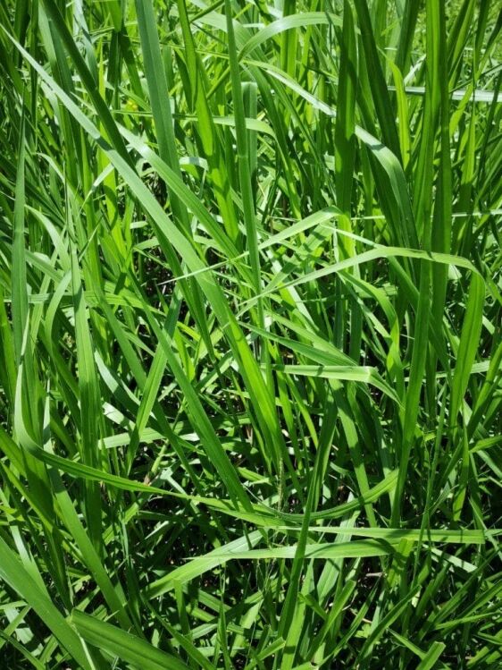 semilla brachiaria brizantha piata