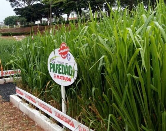 semillas pasto MG-12 PAREDAO 1