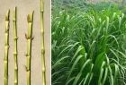 Semilla vegetativa de pasto Cuba 22 — tallos listos para siembra en Colombia
