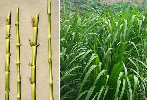 Semilla vegetativa de pasto Cuba 22 — tallos listos para siembra en Colombia