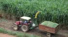 Pasto de corte Capiazu en colombia