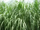 maralfalfa hoja
