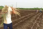 Siembra de Maralfalfa