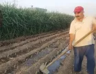 sembrando maralfalfa surco