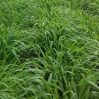 Pasto Brachiaria Brizantha Marandú establecido en finca ganadera de clima caliente Colombia