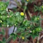 stylosanthes leguminosa para suelos acidos