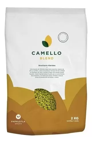 semilla de pasto camello