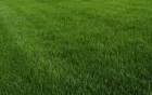 Festuca para jardin