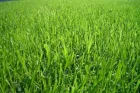 pasto o grama bermuda semilla
