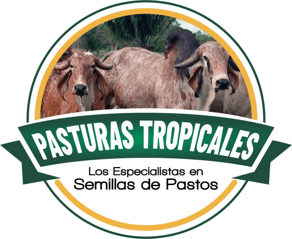 Pasturas Tropicales |  Semillas de pastos para ganado