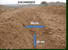 Como sembrar semilla pasto cuba 22