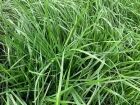 Semilla de pasto Ryegrass Aubade - Imagen 4
