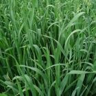 semilla avena altoandina