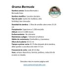 semilla grama bermuda