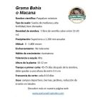 semilla grama macana para jardín