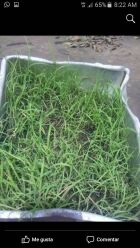 semillas de pasto angleton 3