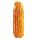 semilla maiz clima frio porva