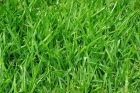 semillas de pasto para cancha de futbol