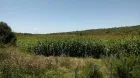 Semilla de sorgo forrajero dulce para ensilaje