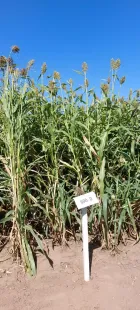 Semilla de sorgo forrajero dulce para ensilaje