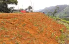 Semilla mani forrajero cobertura de talu