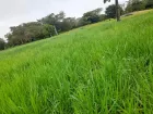Potrero de pasto miyagui en Colombia