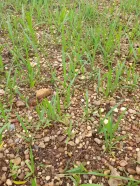 Germinación de semilla de pasto Miyagui a los 10 días de la siembra
