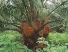 Palma de aceite kudzu