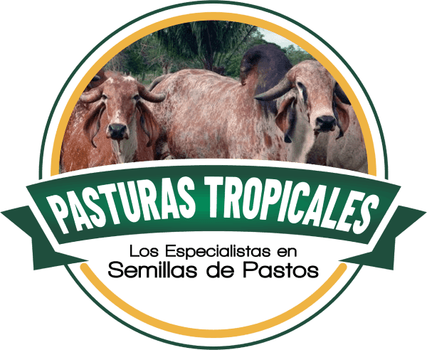 Pasturas Tropicales |  Semillas de pastos para ganado