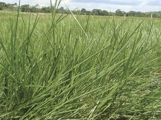 Semilla brachiaria humidicola