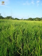 semilla de pasto brizantha toledo