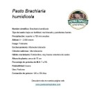 ficha tecnica brachiaria humidicola