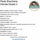 Ficha técnica mulato 2