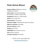 ficha tecnica pasto massai