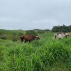 Semilla pasto mulato 2 - Imagen 3