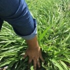 Semilla pasto mulato 2 - Imagen 2