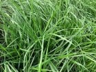 Semilla de pasto Ryegrass Aubade - Imagen 4