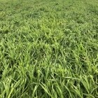 semilla brachiaria ruziziensis 1