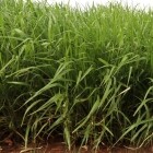 semilla brachiaria ruziziensis 2