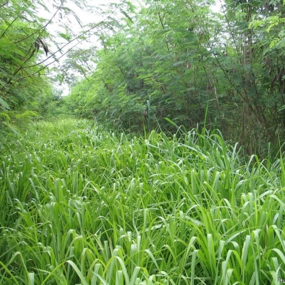 semillas de Mombasa 1