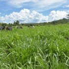 semillas de Mombasa 2