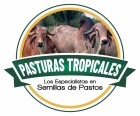 tipos de pastos mas sembrados en colombia